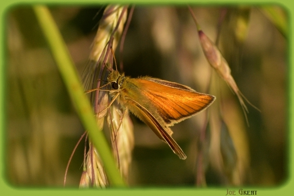 Thymelicus lineola - vonalas busalepke