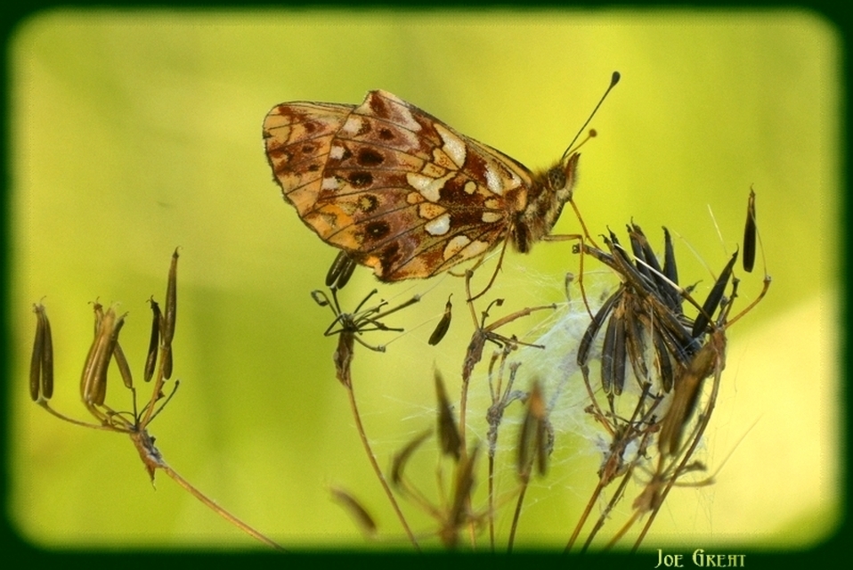 Boloria dia - kis gyöngyházlepke