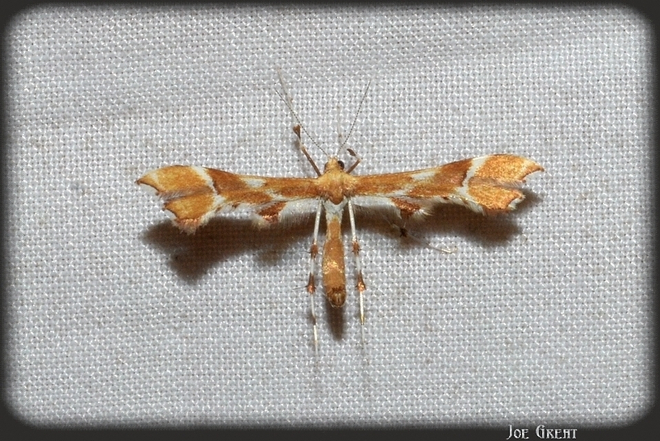 Cnaemidophorus rhododactyla - rózsabogyó-tollasmoly