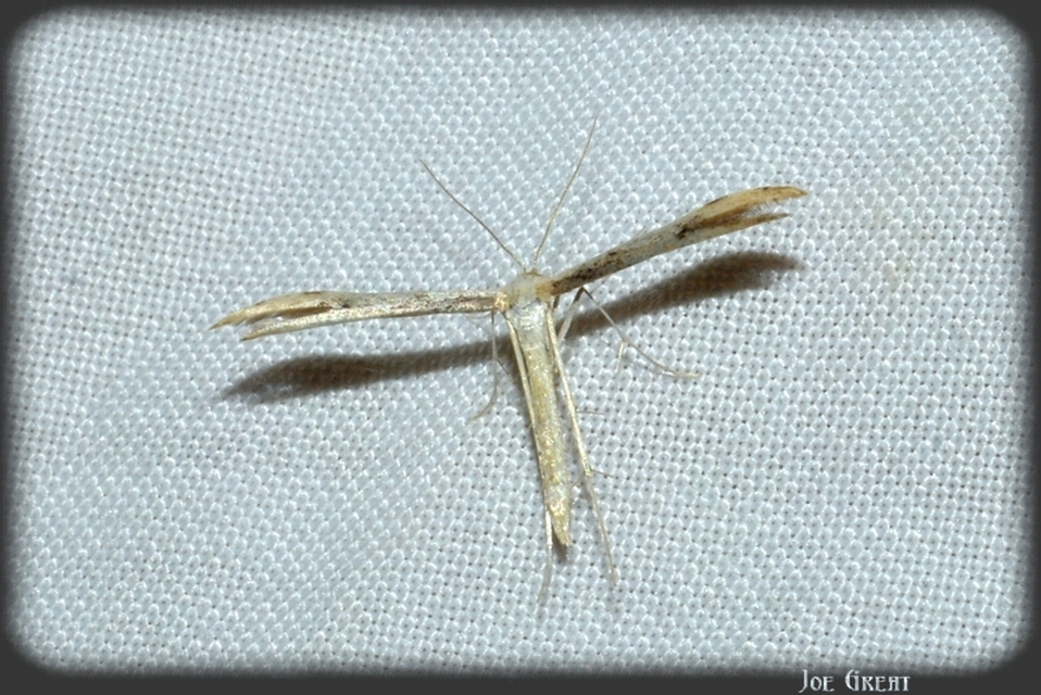 Pterophoridae - tollasmolyfélék