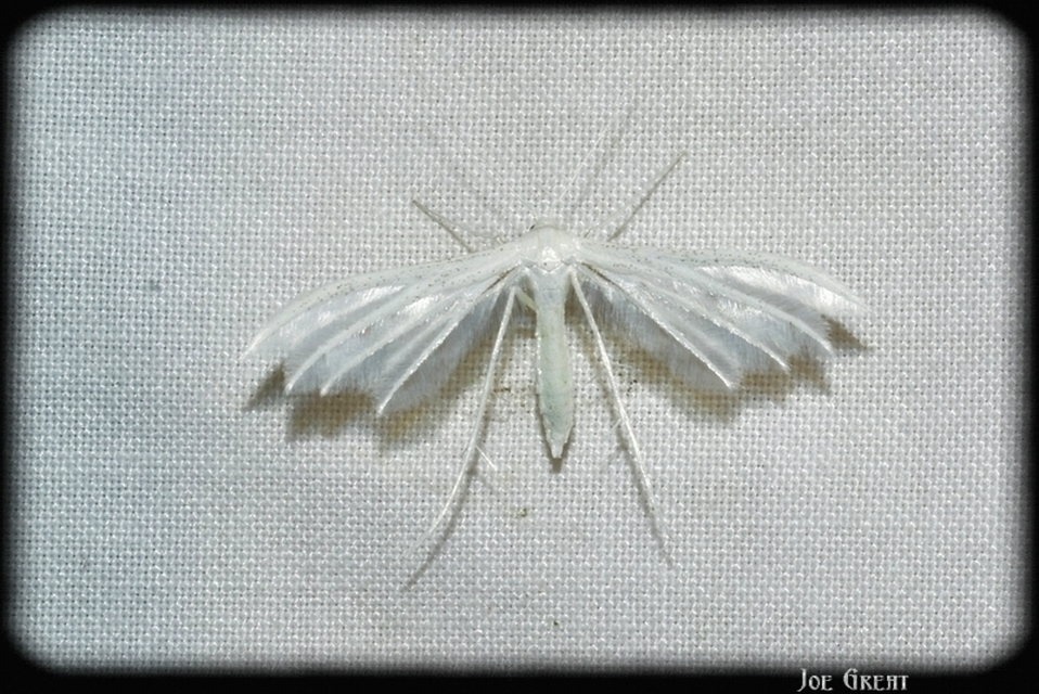 Pterophorus pentadactyla - fehér tollasmoly