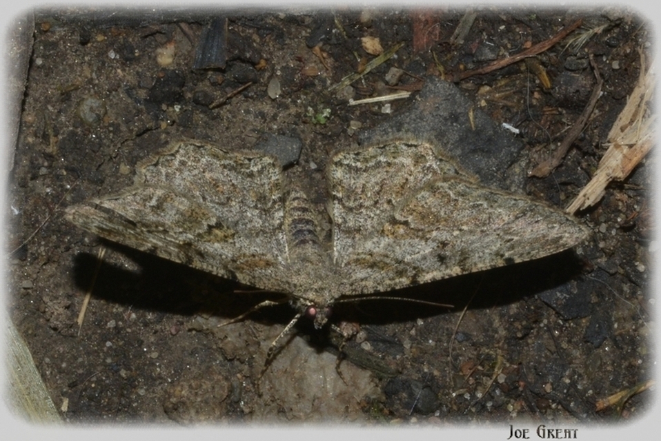 Alcis repandata - foltos faaraszoló Alcis repandata - foltos faaraszoló