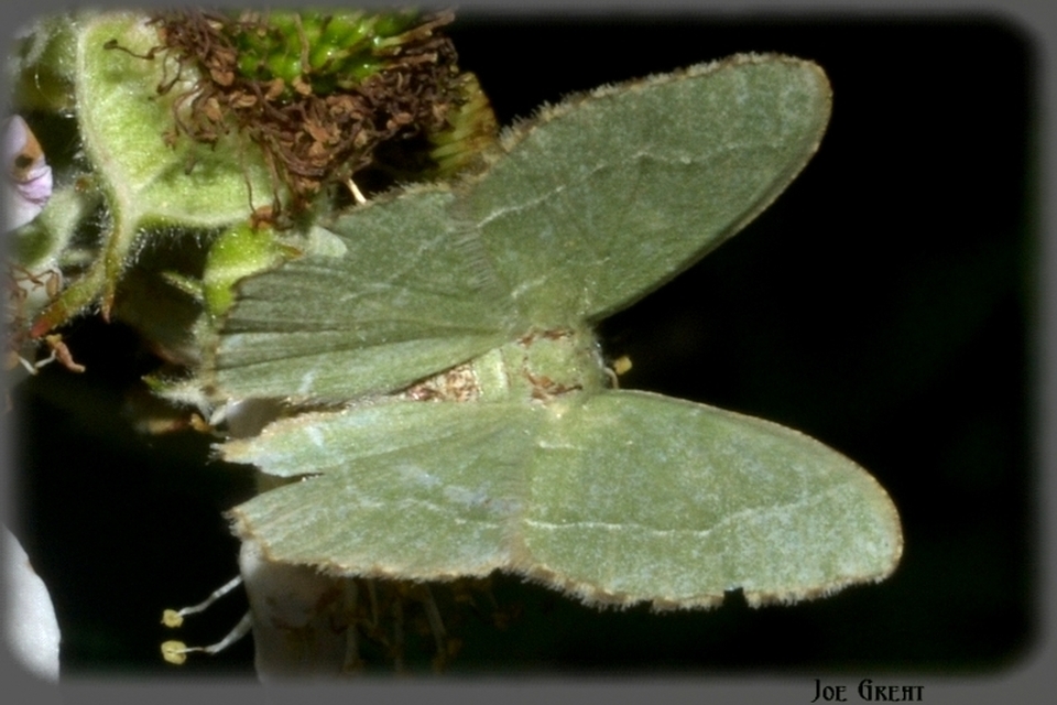 Hemithea aestivaria - nyír-zöldaraszoló