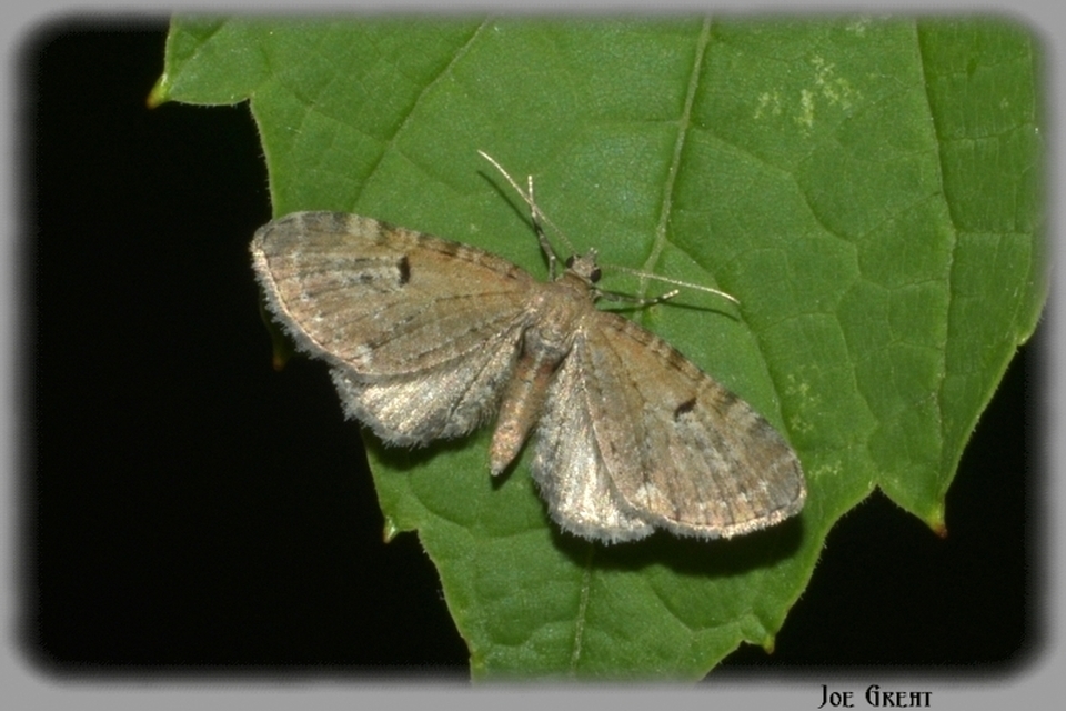 Eupithecia