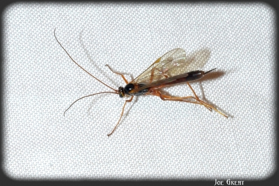 Hymenoptera - Hártyásszárnyúak