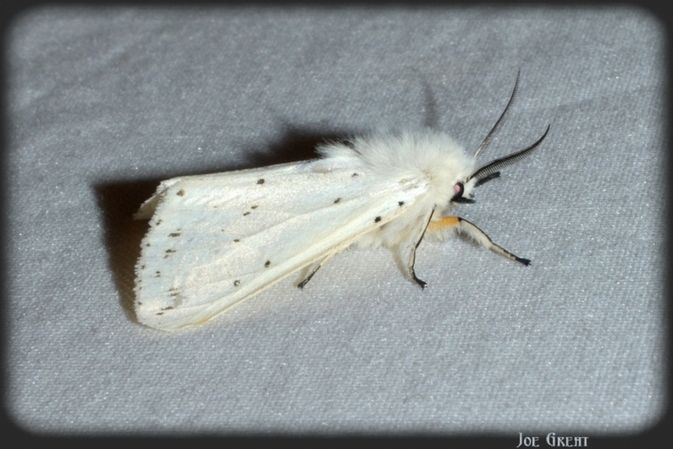 Spilosoma lubricipedum - tejszínű medvelepke