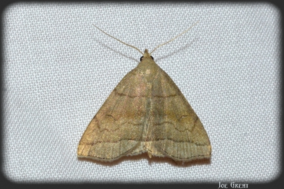 Herminia tarsicrinalis - szőröslábú karcsúbagoly