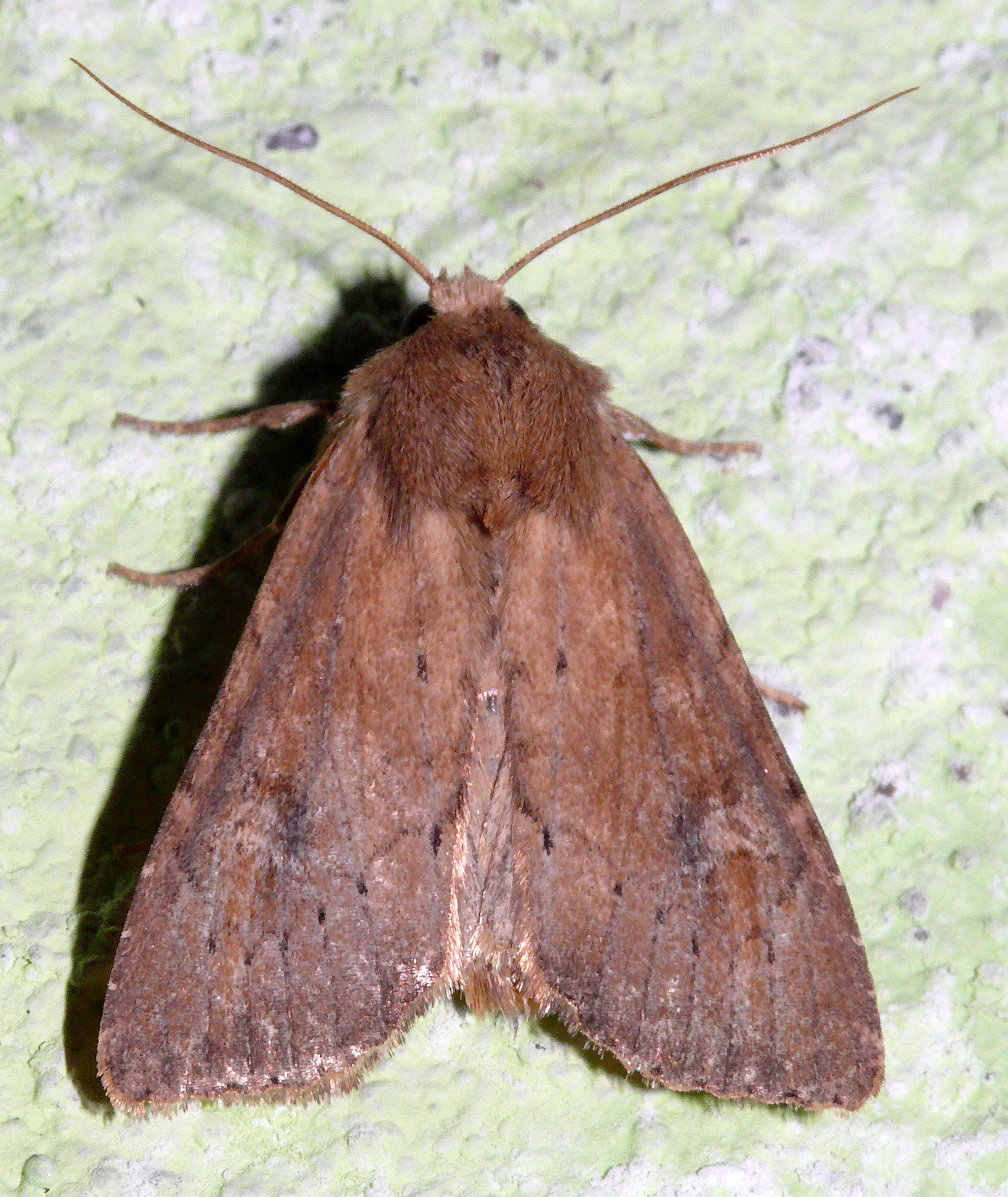 Apamea lateritia - mélyvörös dudvabagoly