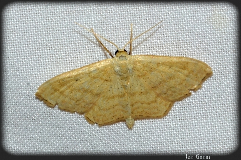 Scopula corrivalaria - lápi apróaraszoló