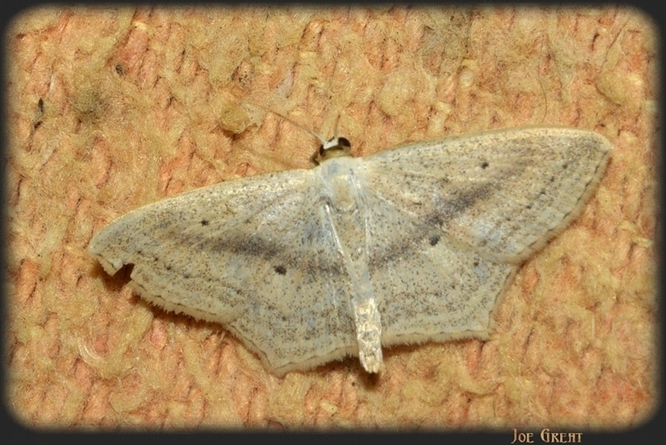 Scopula flaccidaria - alföldi sávosaraszoló