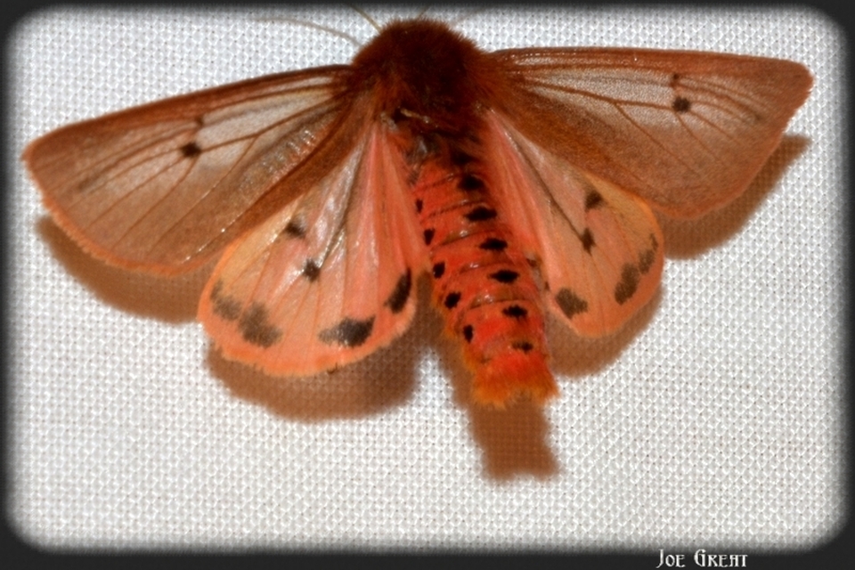 Phragmatobia fuliginosa - füstös medvelepke