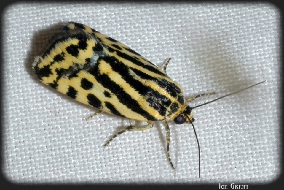 Emmelia trabealis - zebrabagoly