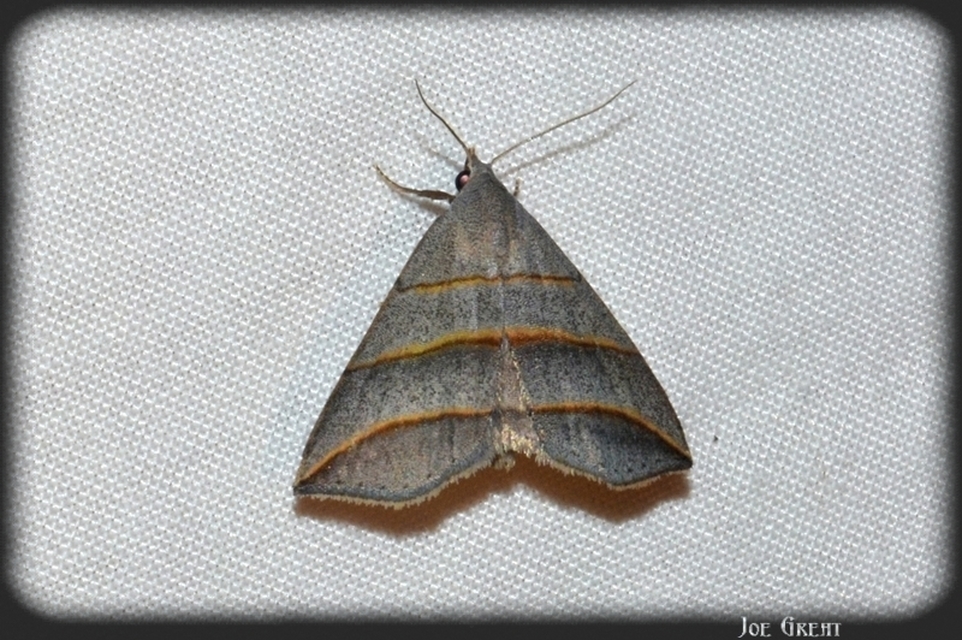 Colobochyla salicalis - háromsávos törpebagoly