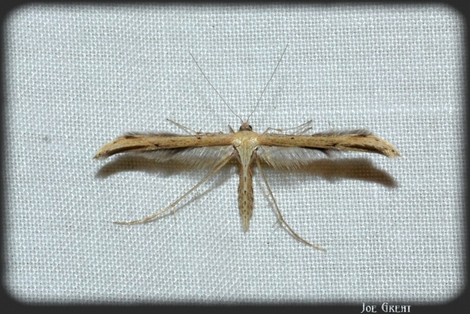 Pterophoridae - tollasmolyfélék