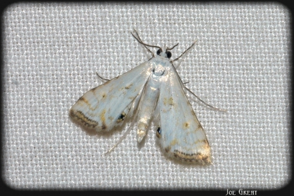 Cataclysta lemnata - békalencsemoly