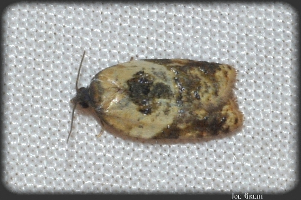 Acleris variegana - tarka levélmoly