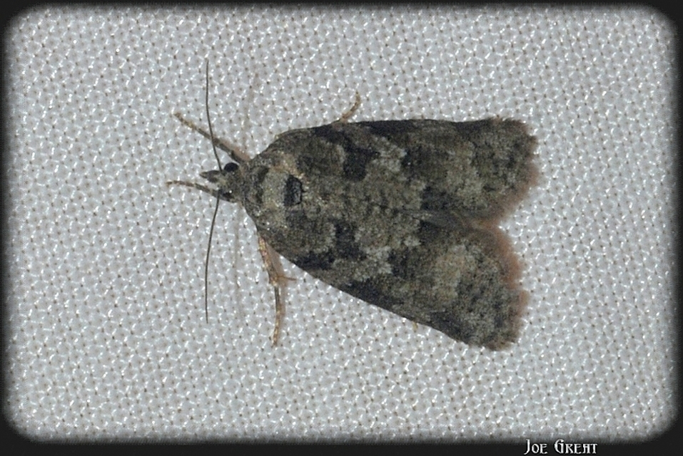 Tortricidae - sodrómolyfélék