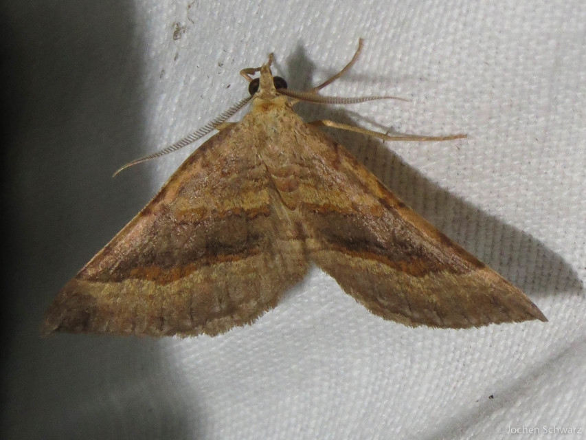 Scotopteryx chenopodiata - libatop-araszoló