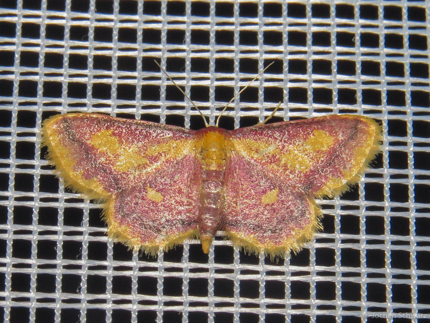 Idaea muricata - mocsári pirosaraszoló