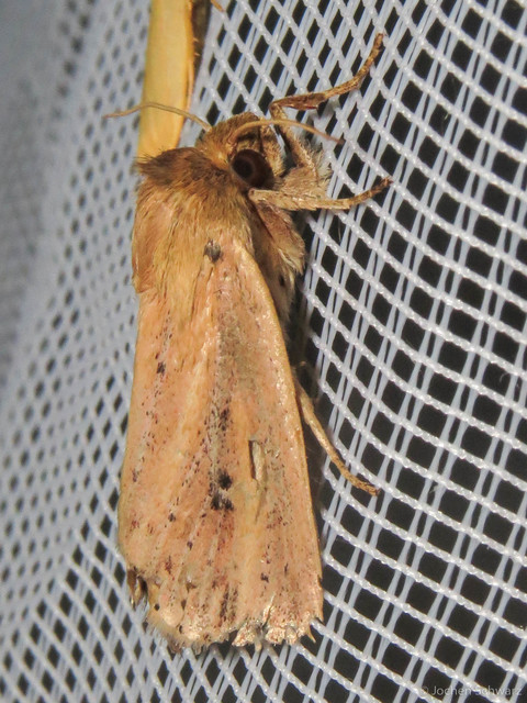 Globia sparganii - nagy nádibagoly
