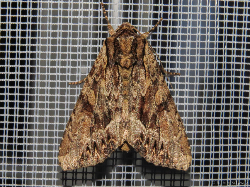Apamea monoglypha - nagy dudvabagoly