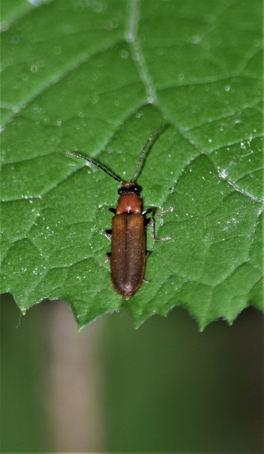 Denticollis linearis - dülledtszemű pattanó