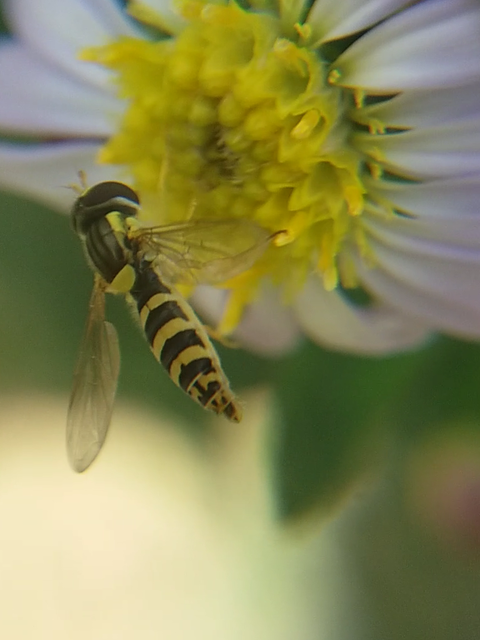 Sphaerophoria