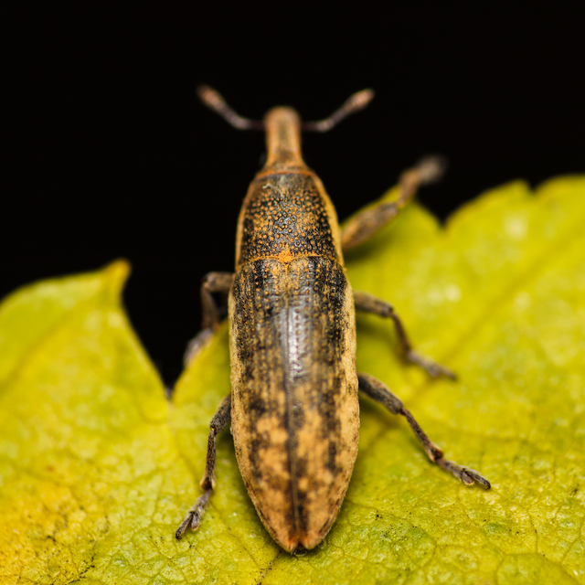 Lixus subtilis - disznóparéj-dudvabarkó