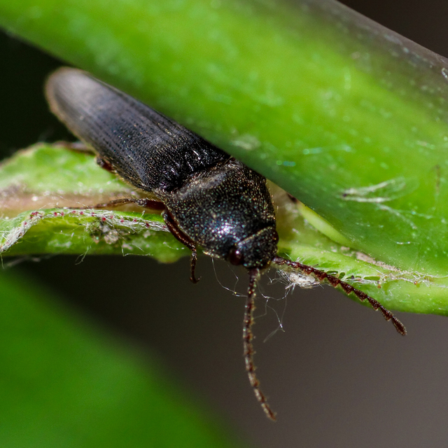 Melanotus