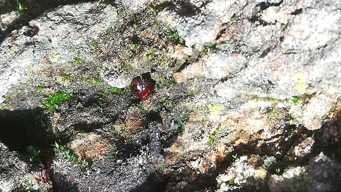 Chilocorus bipustulatus - szalagos szerecsenkata