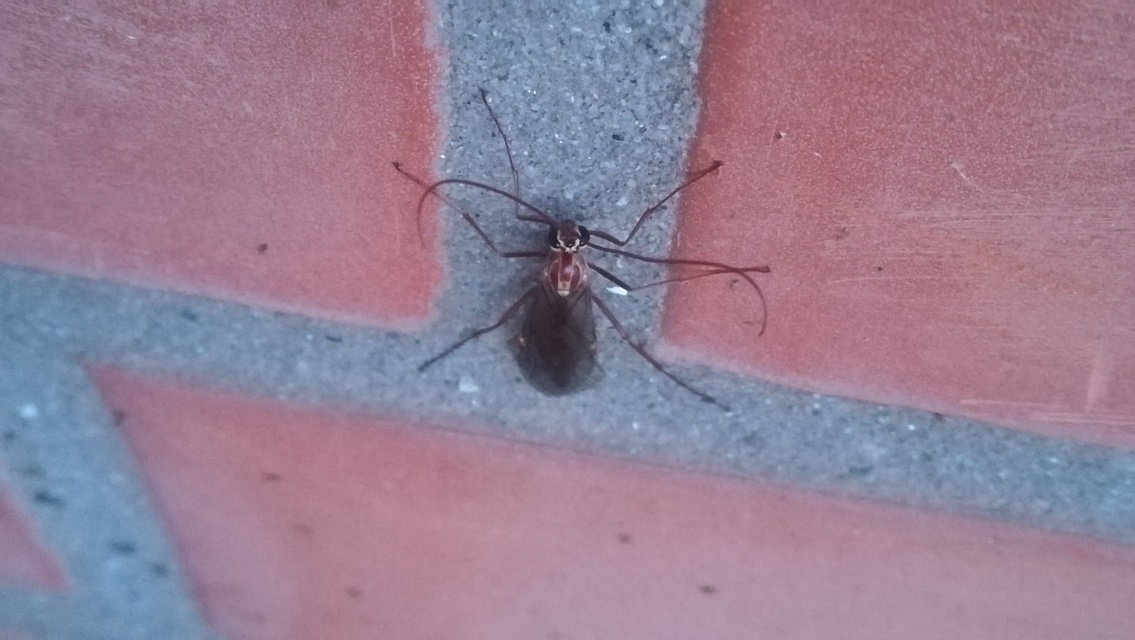 Ophion obscuratus