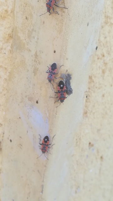 Lygaeus equestris/simulans