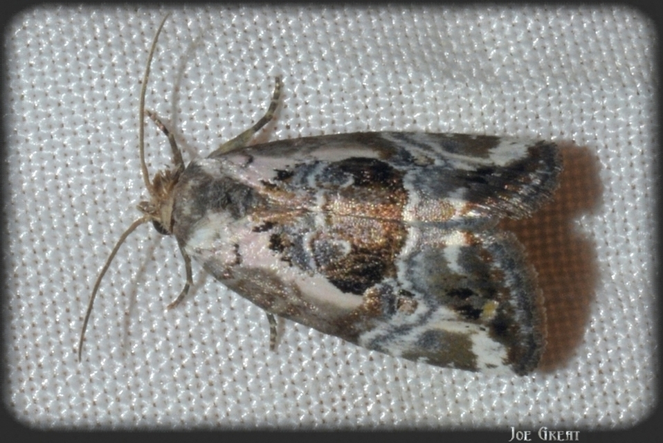 Hapalotis venustula - rózsaszínű mázasbagoly