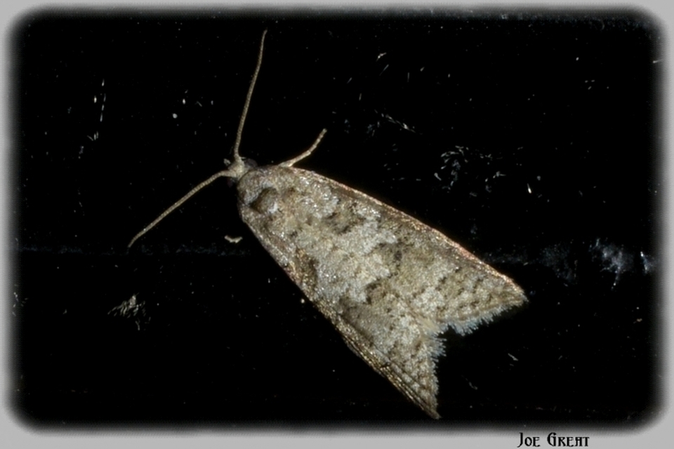 Tortricidae - sodrómolyfélék