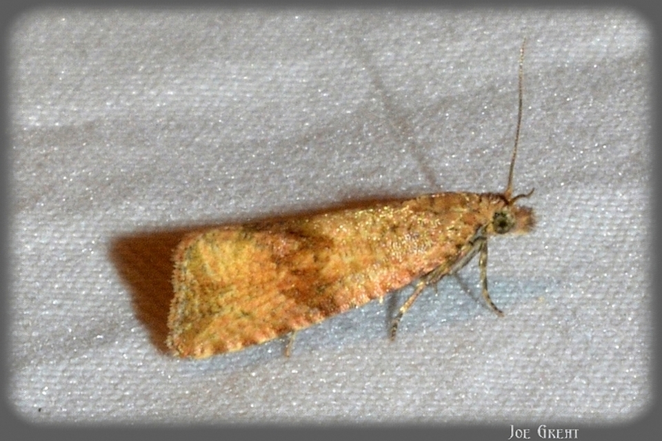 Celypha striana - pitypangfúró tükrösmoly