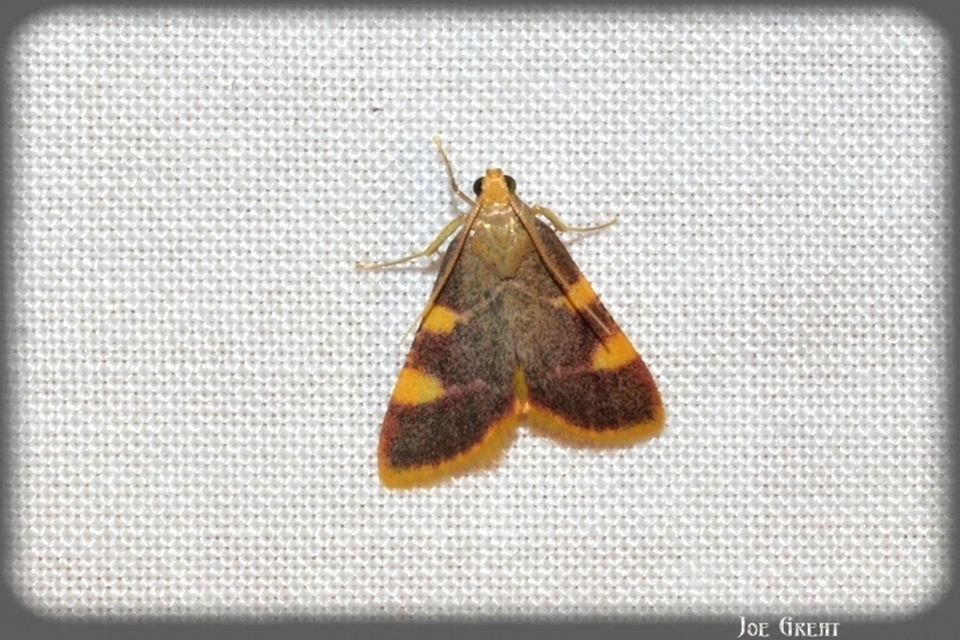 Hypsopygia costalis - szénailonca