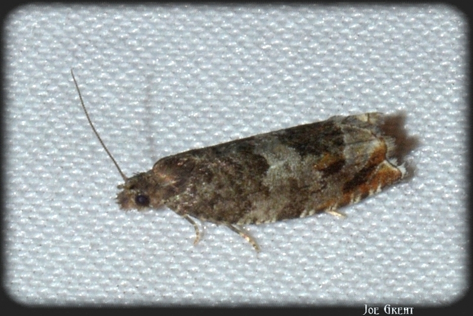 Tortricidae - sodrómolyfélék