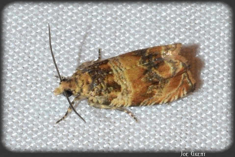 Tortricidae - sodrómolyfélék