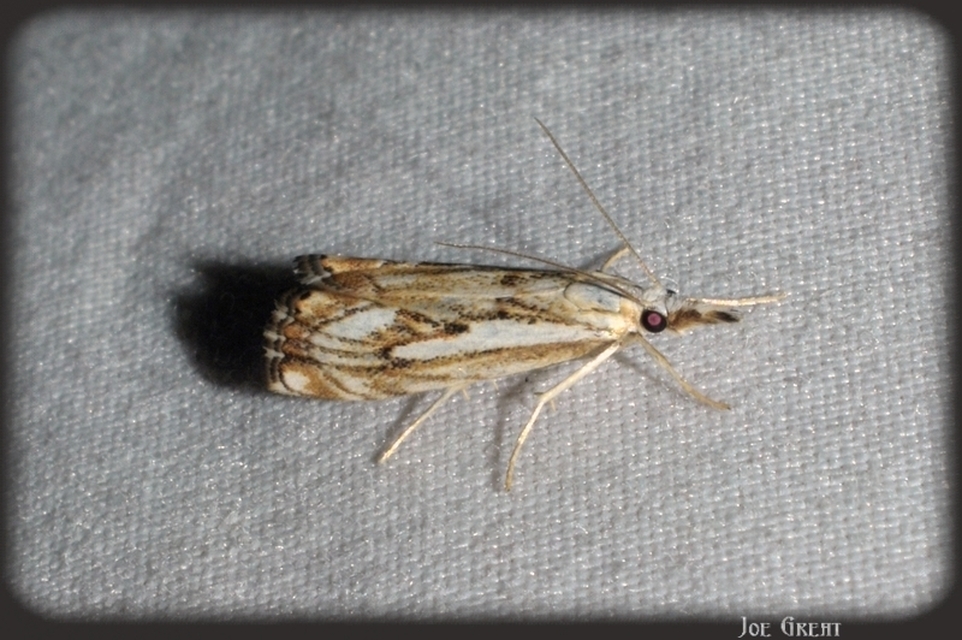 Catoptria falsella - hálós fűgyökérmoly