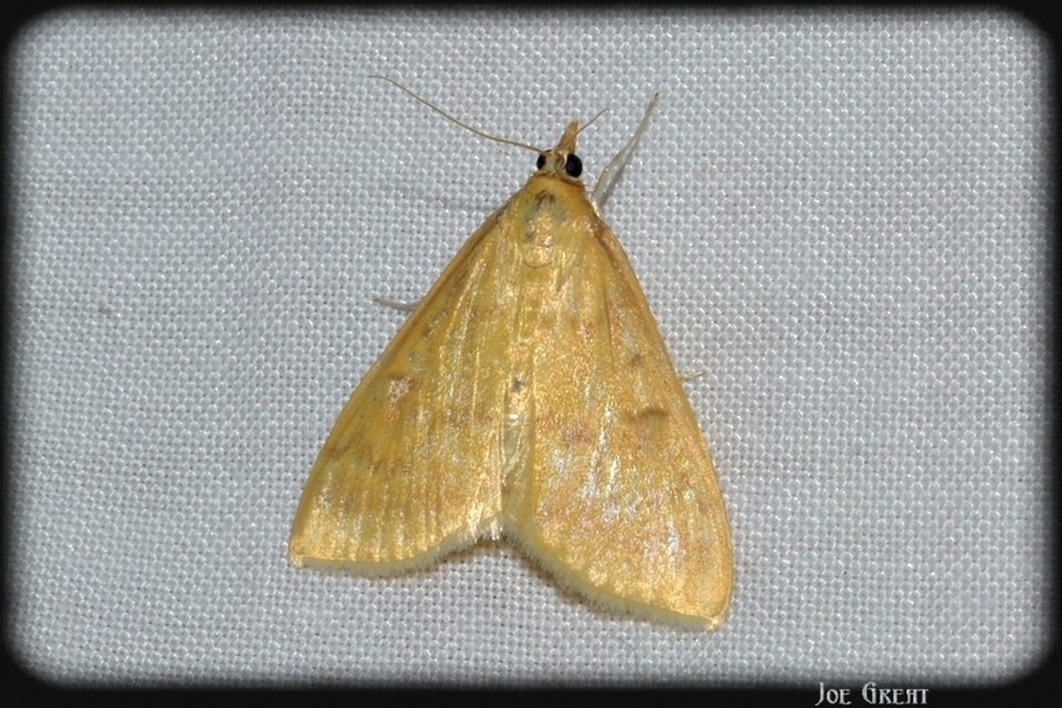 Ostrinia nubilalis - kukoricamoly