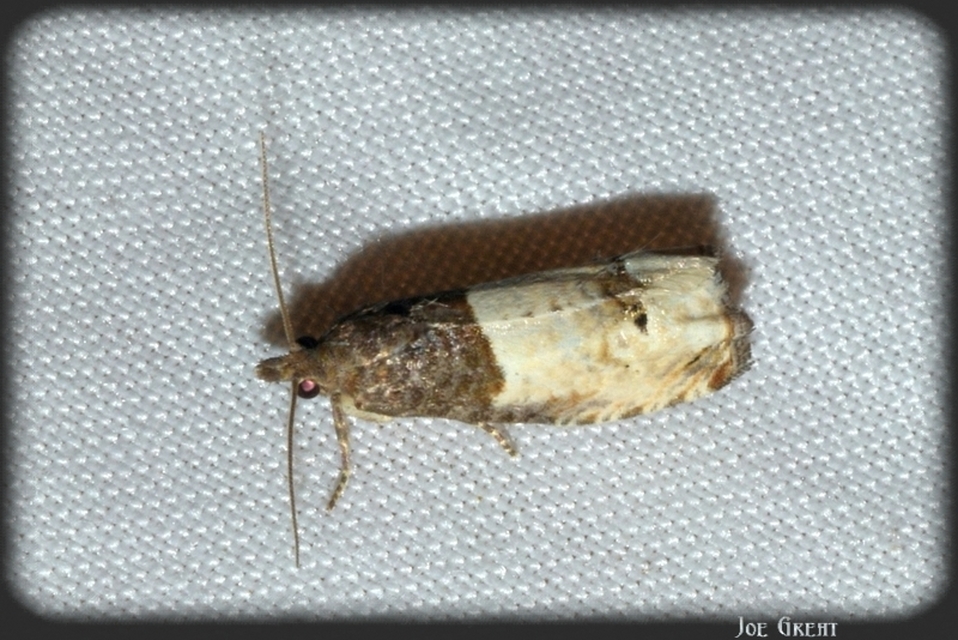 Olethreutinae