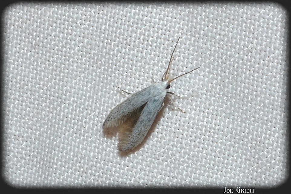Coleophora