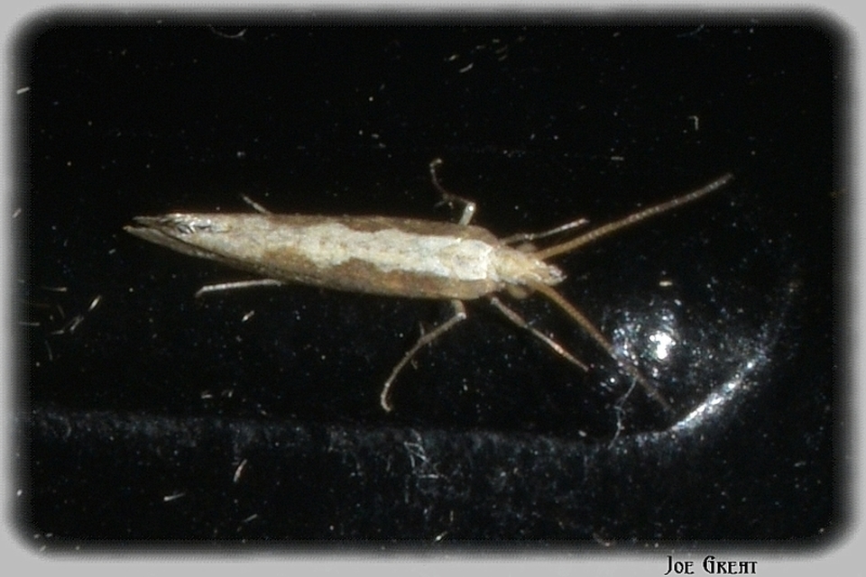 Plutella xylostella - káposztamoly