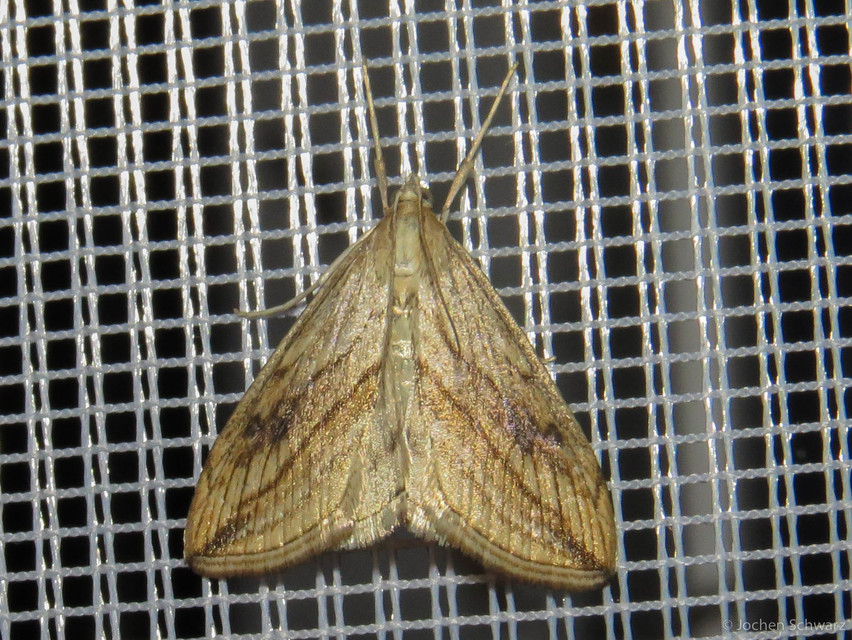 Evergestis forficalis - veteménymoly