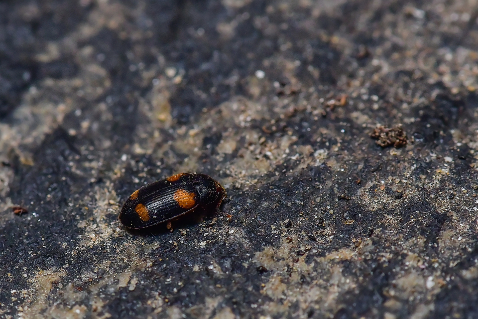 Mycetophagus quadripustulatus - négyfoltos gombabogár