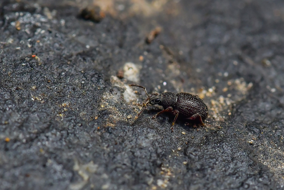 Otiorhynchus ovatus - apró gyalogormányos