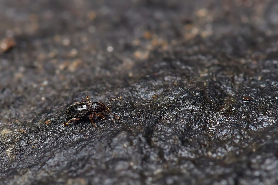 Stomodes gyrosicollis - gyökérlakó ormányos