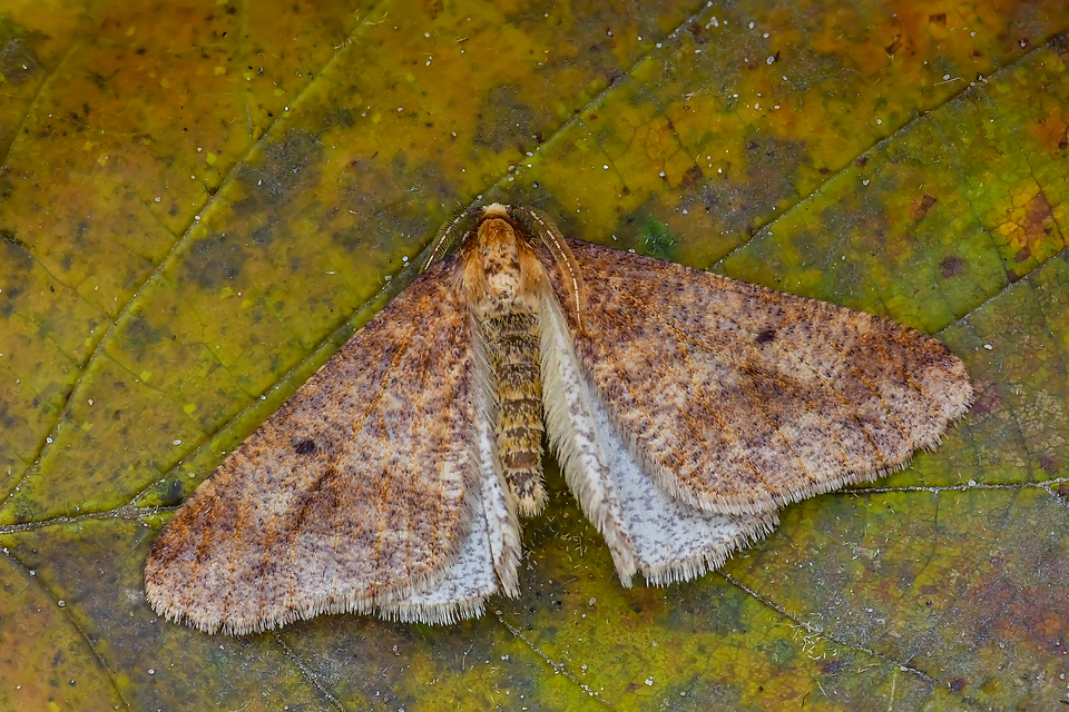 Erannis defoliaria - nagy téliaraszoló