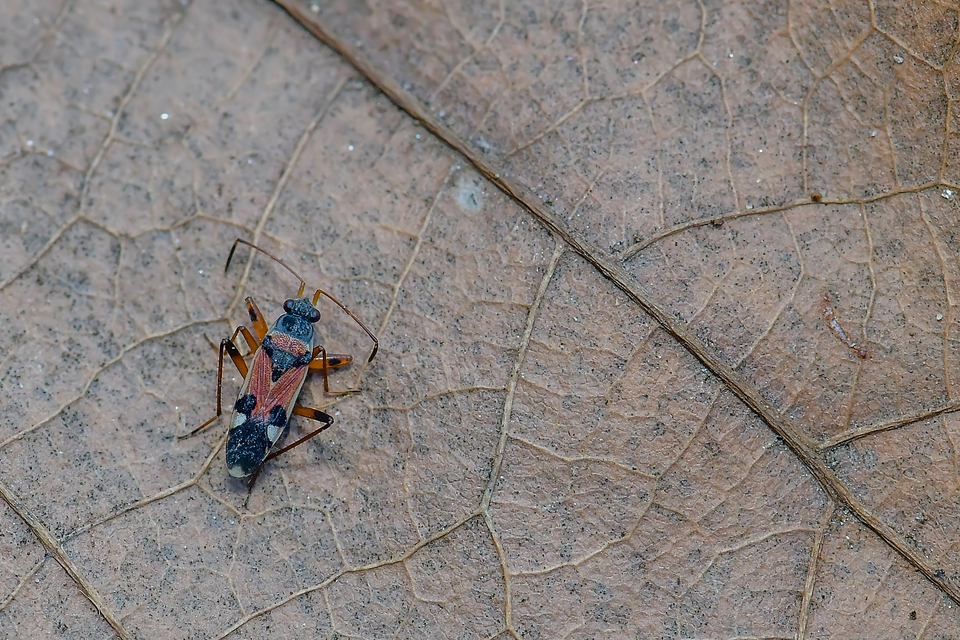 Beosus quadripunctatus - pettyes homokibodobács