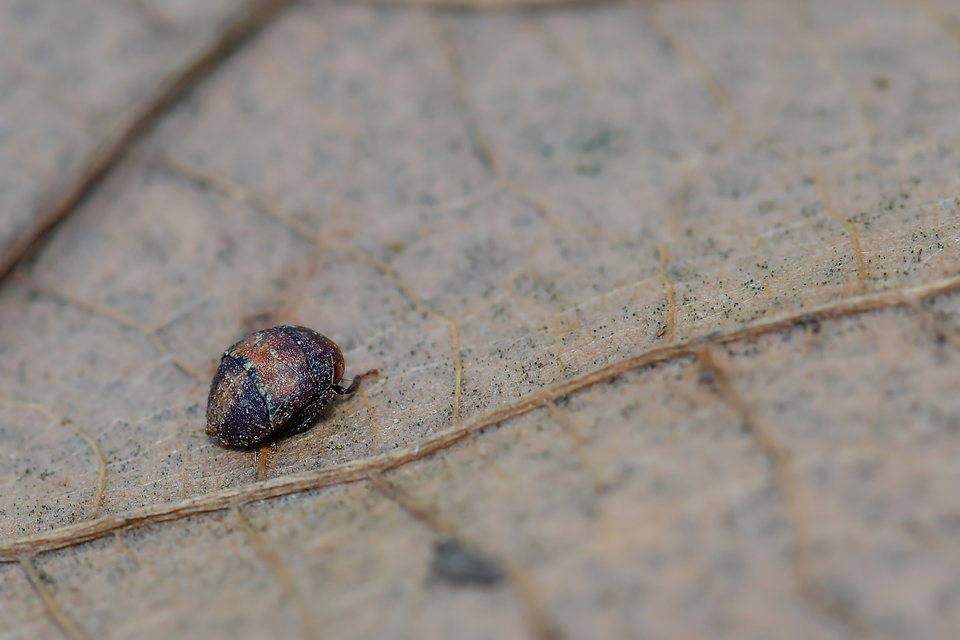 Penthimia nigra - fekete kabóca Penthimia nigra - fekete kabóca